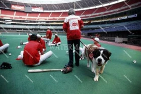 EZ224 Marge Schott Cincinnati Reds St Bernard Schottzie 8x10 11x14 16x20 Photo