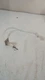 BRYANT CARRIER PAYNE LH332G001 1443 HOT SURFACE IGNITOR
