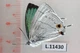L11430. Unmounted butterflies: Lycaenidae sp. Central Vietnam. L11430. Unmounted butterflies: Lycaenidae sp. Central Vietnam.