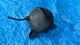 OEM GM Vacuum Storage Ball Tank HVAC Cruise Reservoir 1981-2005 G-body Corvette