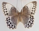 S8366. Unmounted insect: Stichophthalma sp. Central Vietnam. S8366. Unmounted insect: Stichophthalma sp. Central Vietnam.