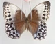 S8320. Unmounted insect: Stichophthalma sp. Central Vietnam.