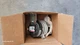 Trane/American Standard SWT02357 Dual Pressure Switch For Gas Furnaces